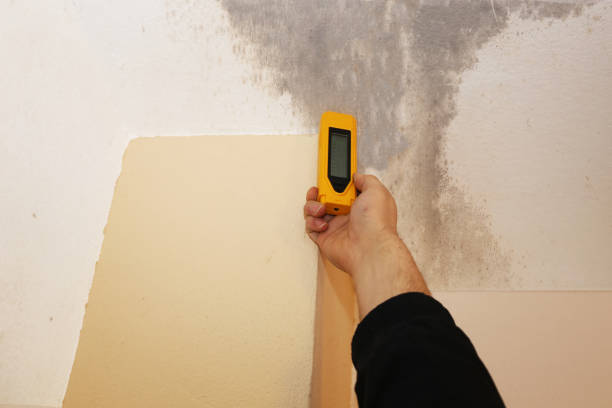 Professional Mold Removal in Fern Acres, HI
