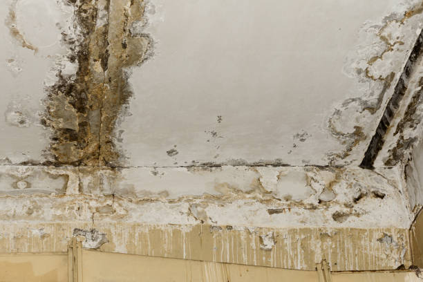 Best Mold-Related Health Consultation  in Fern Acres, HI