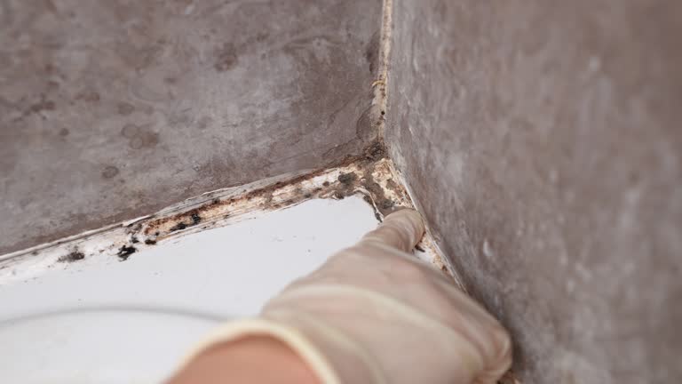 Best Commercial Mold Inspection  in Fern Acres, HI